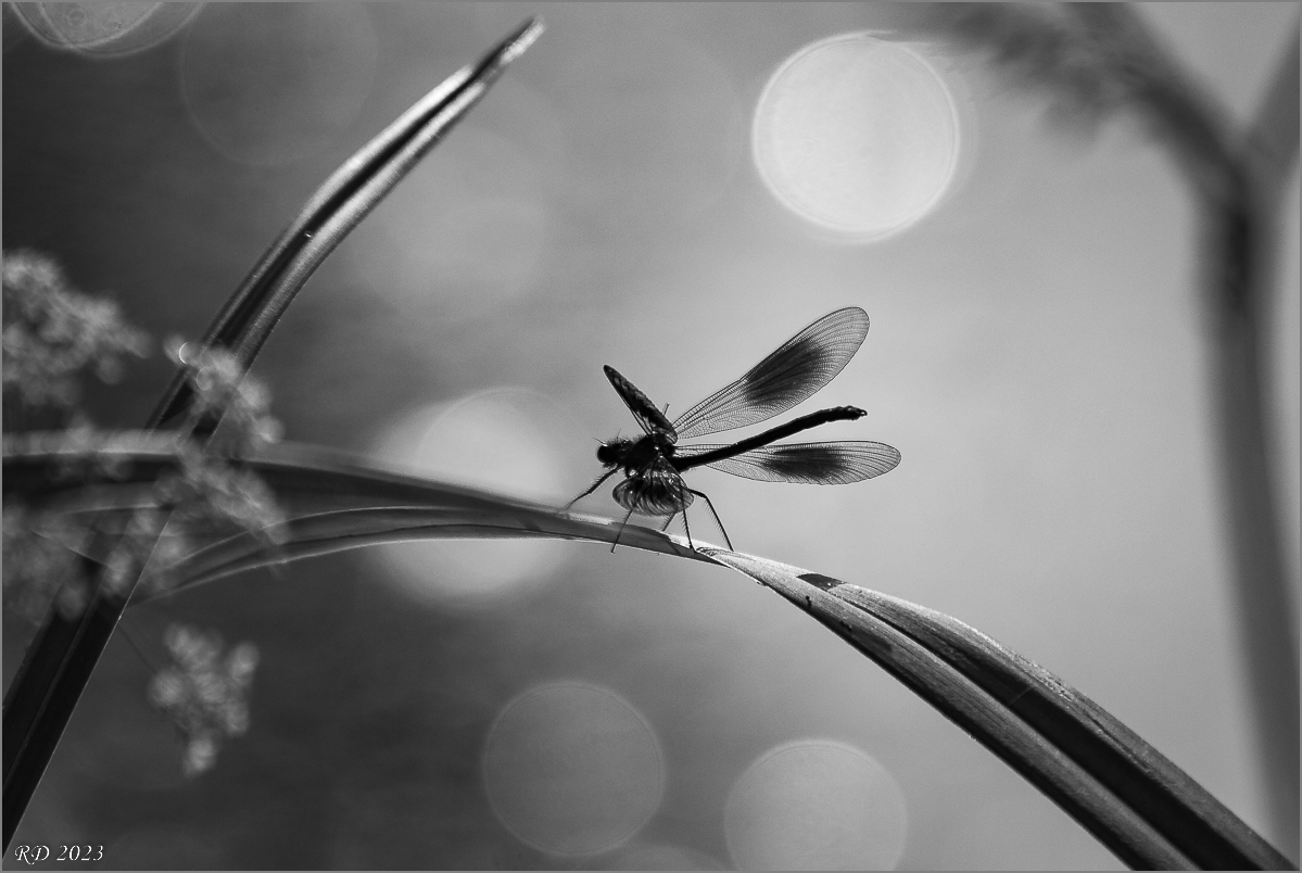 DS2_2565.jpg