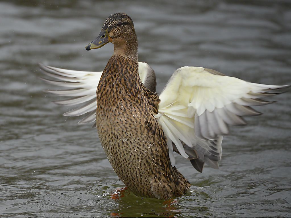 DS334 Ente stehend