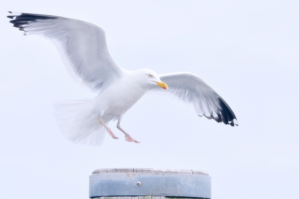 DS8 3415Px NFF