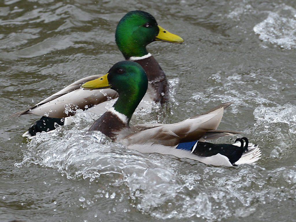 DS94Enten