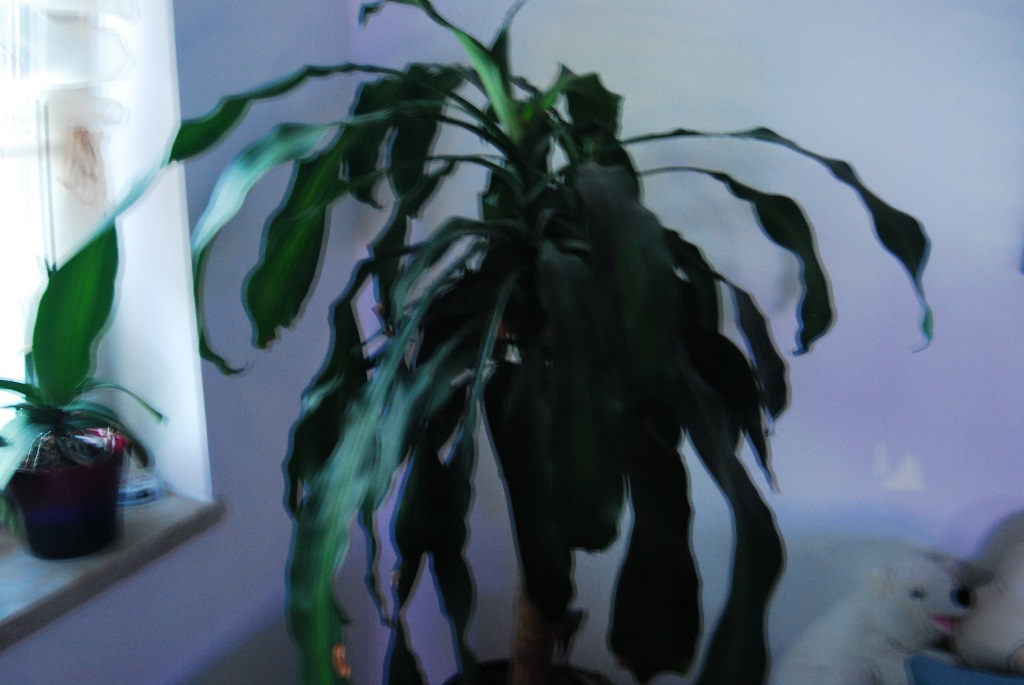 DSC 0001