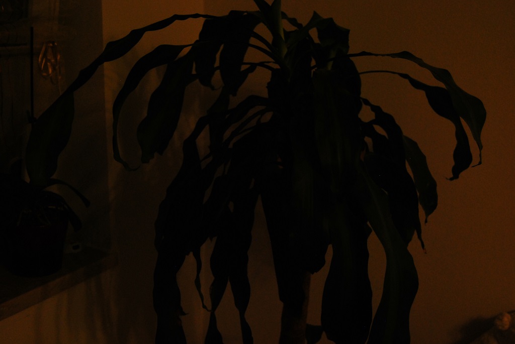 DSC 0001