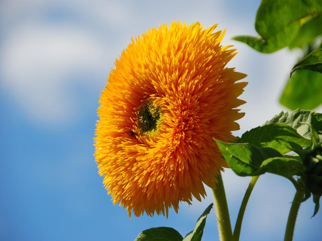 DSC 0002 1024x768