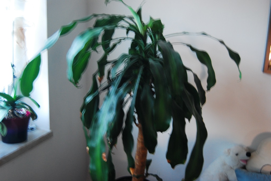 DSC 0002