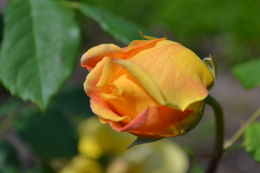 DSC 00071