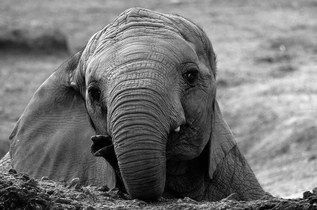 DSC 0012 bearbeitet klein B&amp;W
