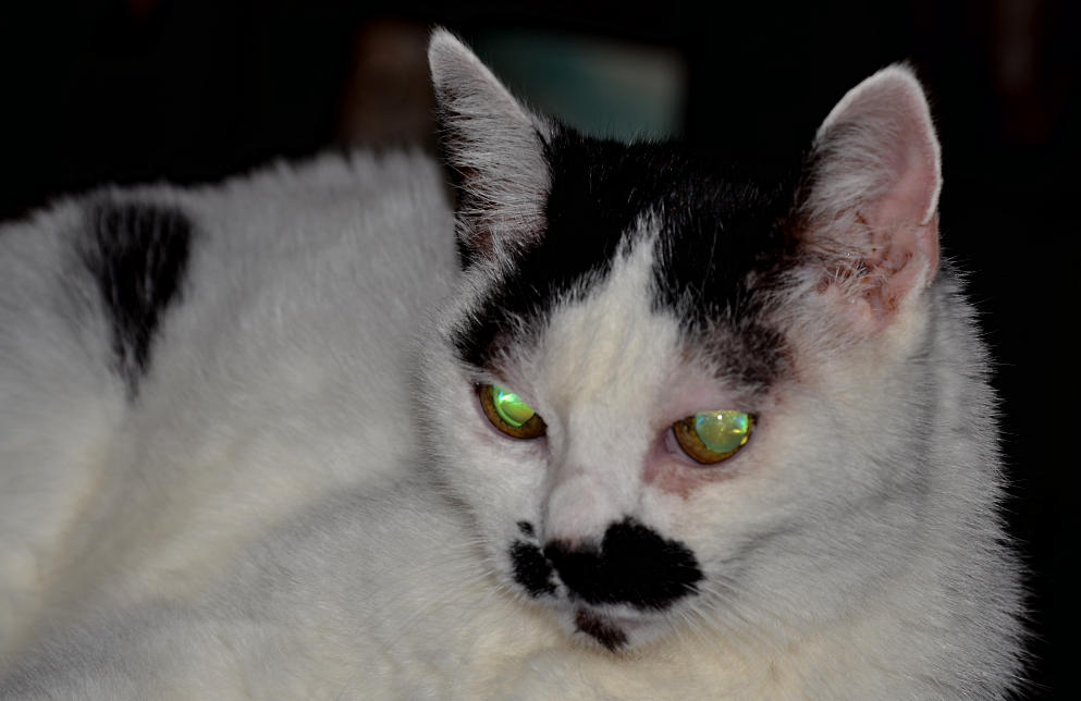 DSC 0013 Kopie
