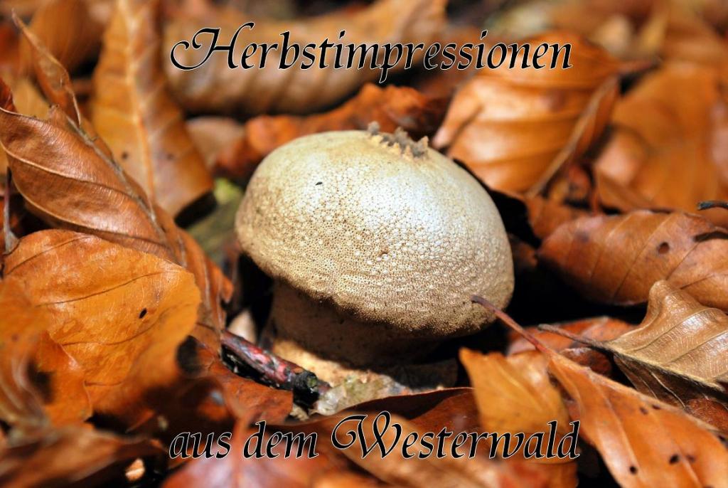 DSC 0017 Pilz mit Laub 1a