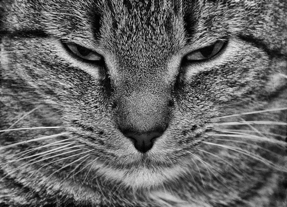 DSC 0017