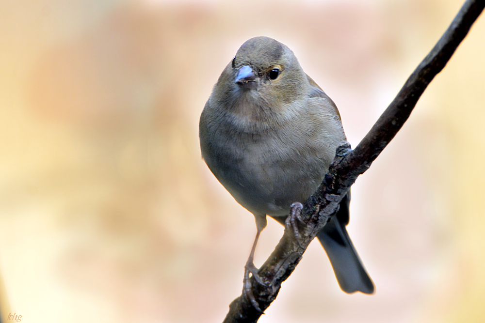 DSC 0022 Buchfink