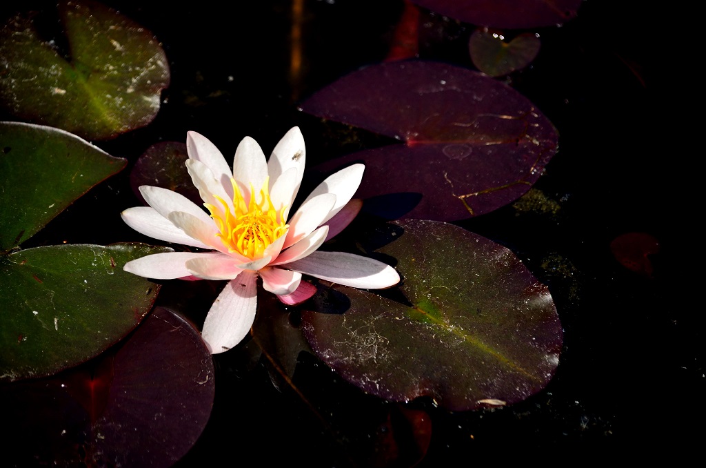 DSC 0023 108