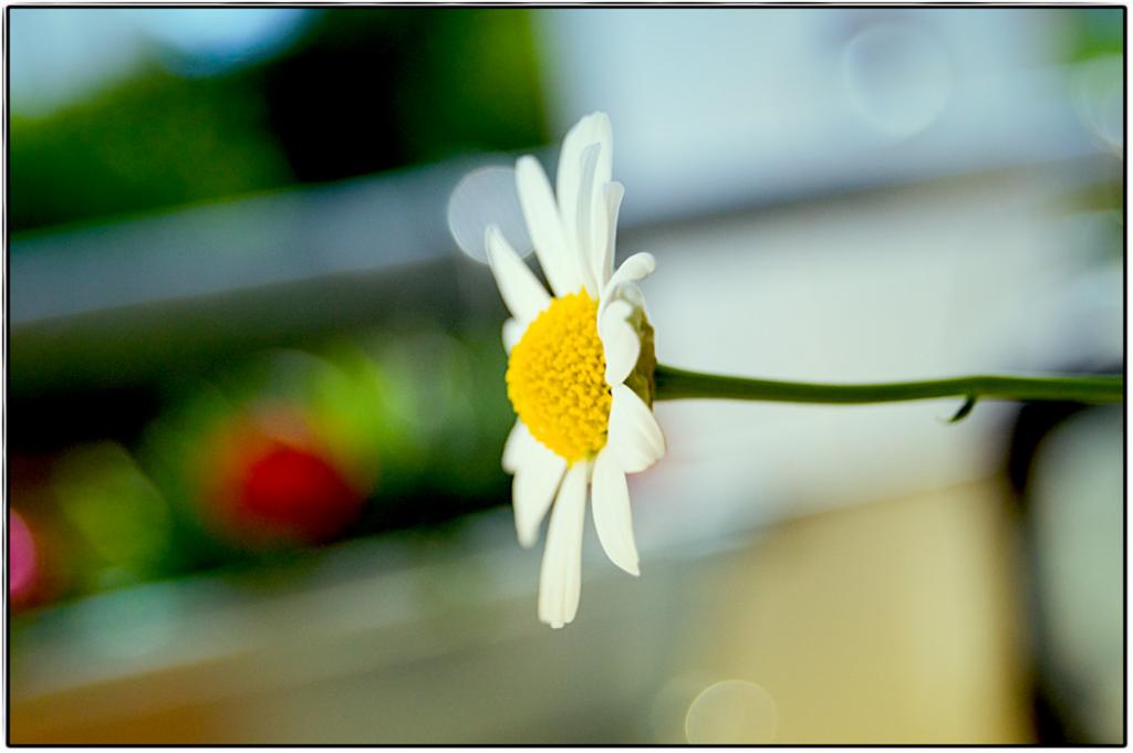 dsc 0025