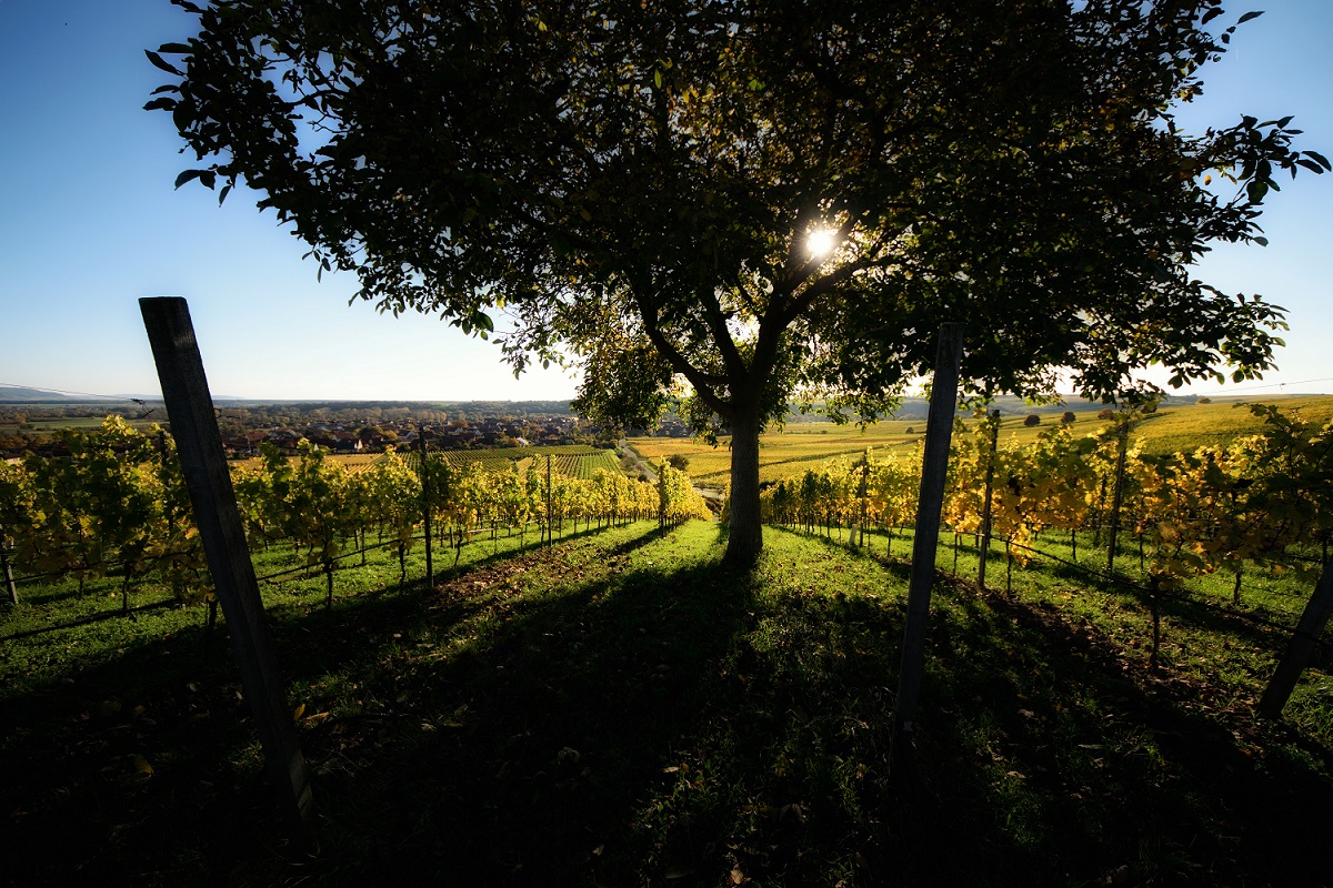 DSC 0032 01