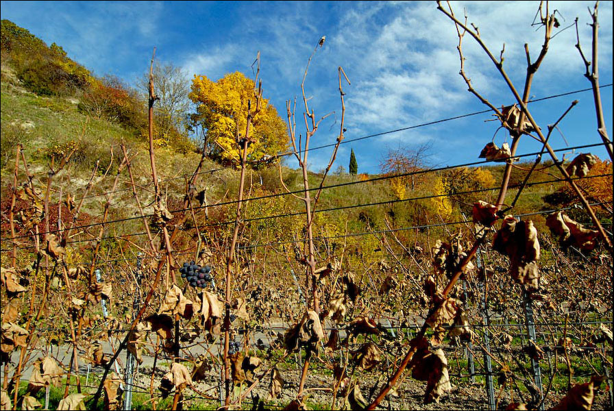 DSC 0036 Kopie