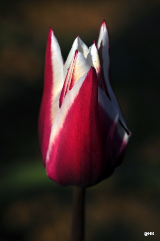 DSC 0037
