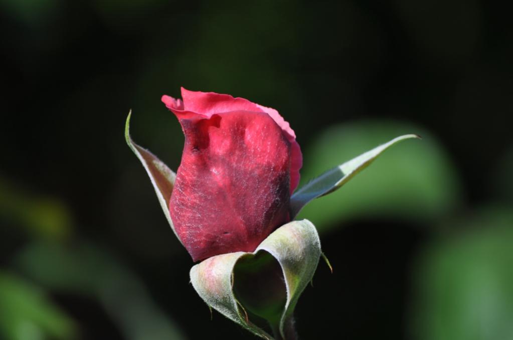 DSC 0039w