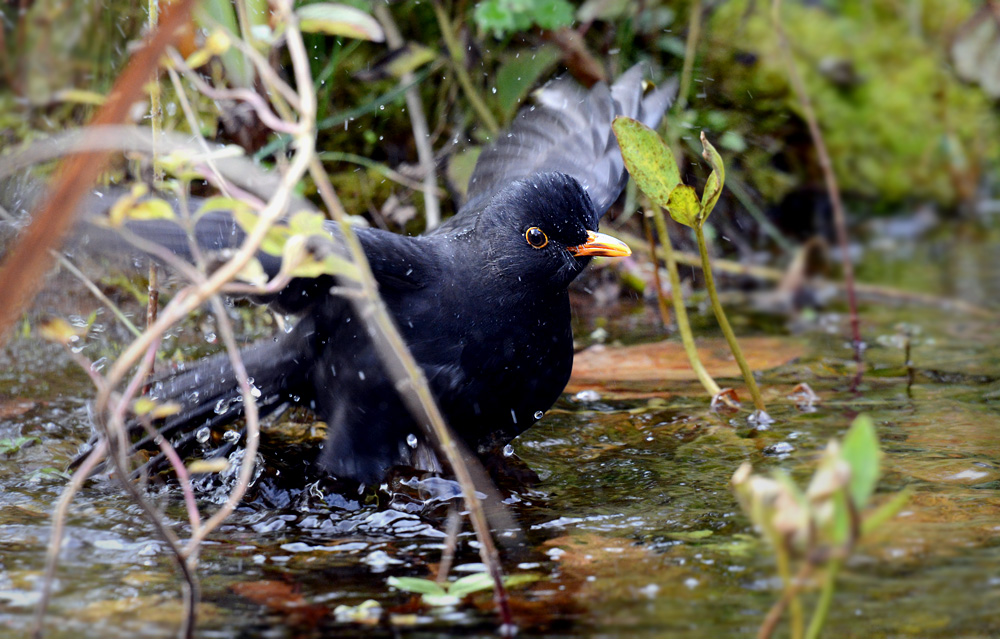 DSC 0043 Amsel 1000