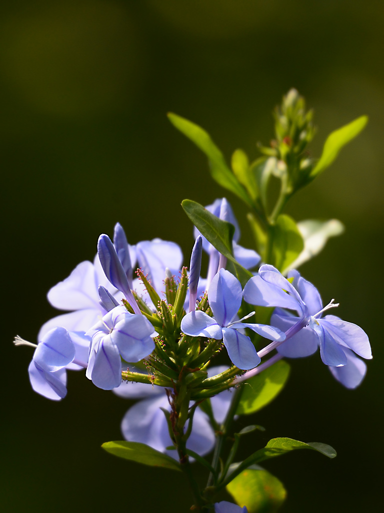 DSC 0043 blau