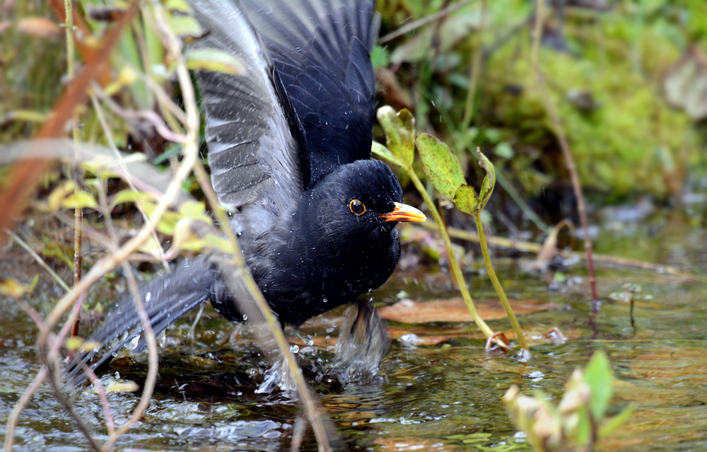 DSC 0044 Amsel 1000