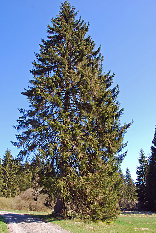 DSC 0044