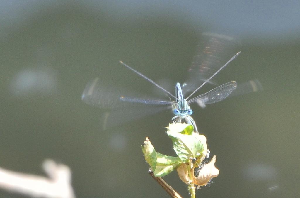 DSC 0045 crop