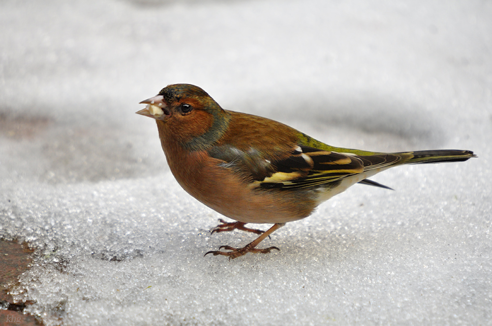 DSC 0046 khg
