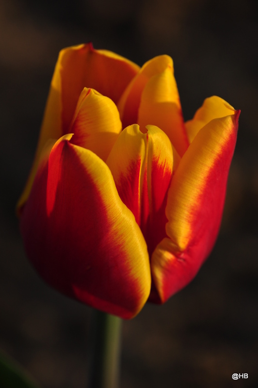 DSC 0046