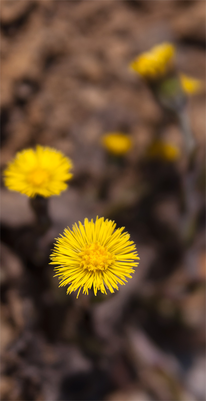 DSC 0052a