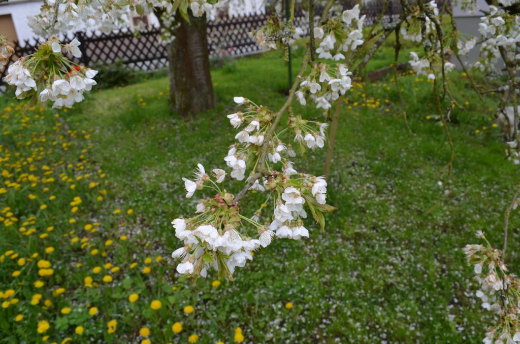 DSC 0053 007