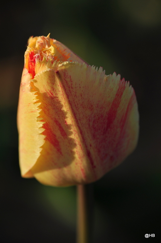 DSC 0059
