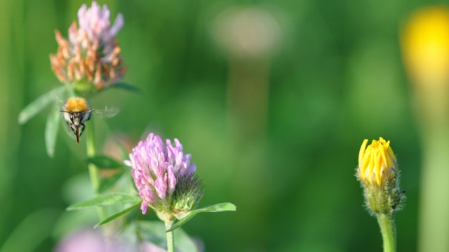 DSC 0062 (640x359)