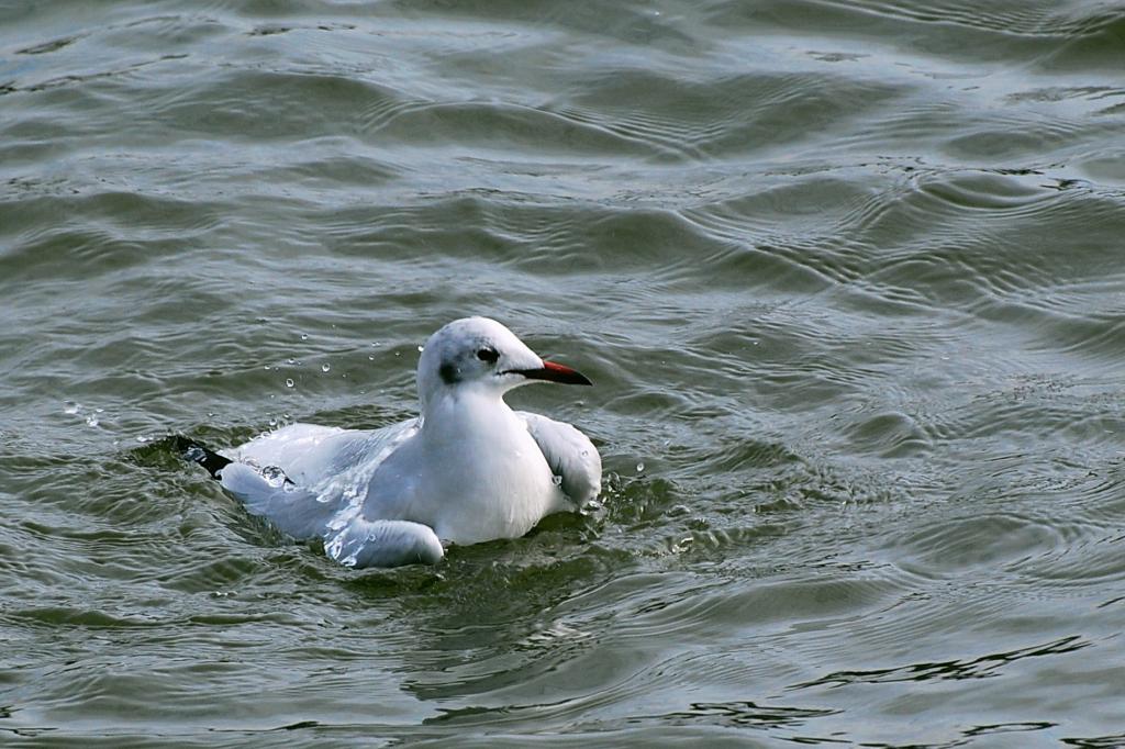 DSC 0063a