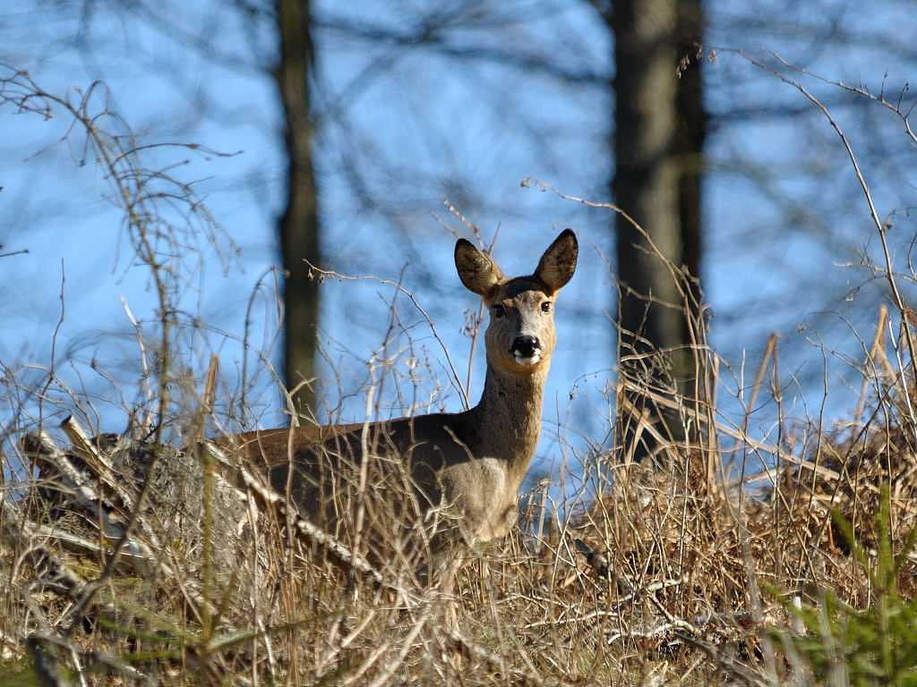 DSC 0067 bearbeitet klein