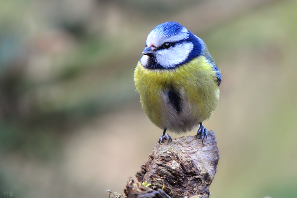 DSC 0069 khg