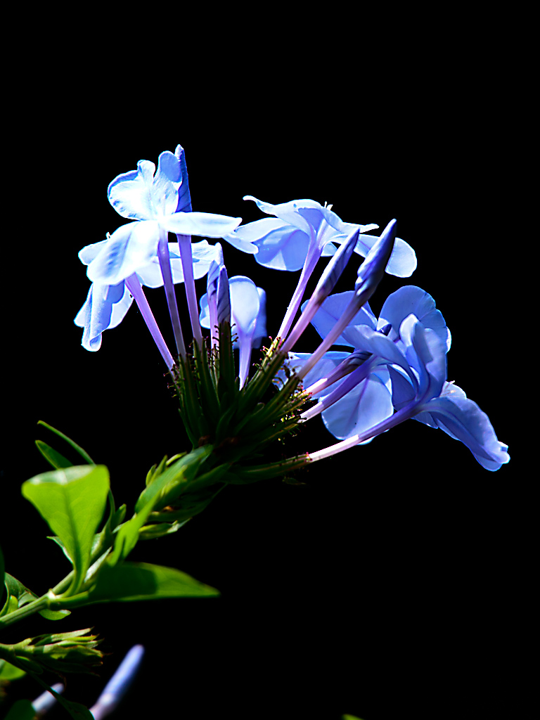 DSC 0077 blau vor schwarz