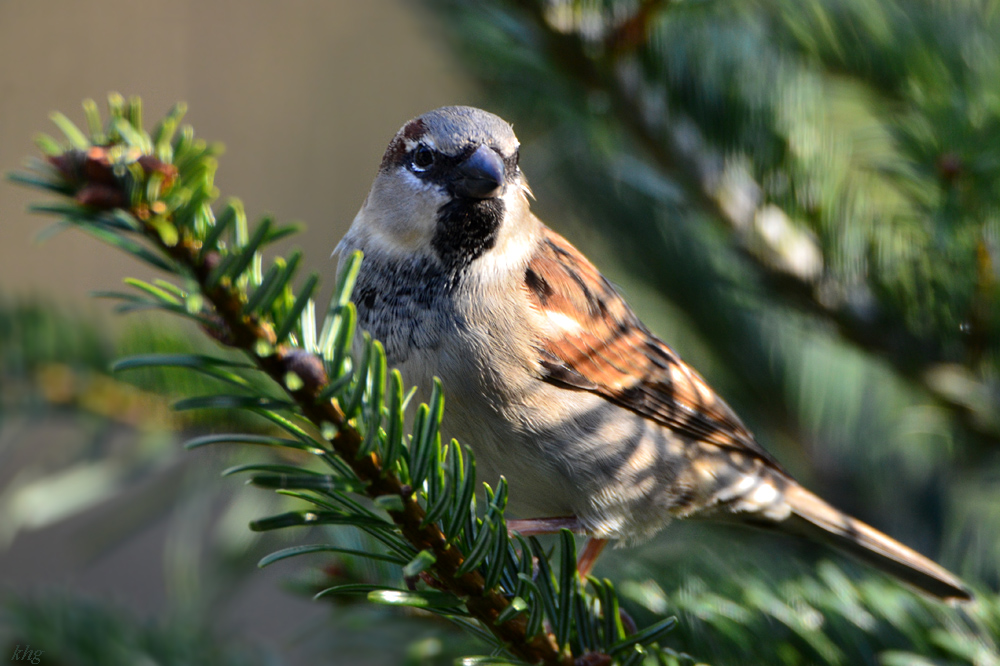 DSC 0079 Spatz