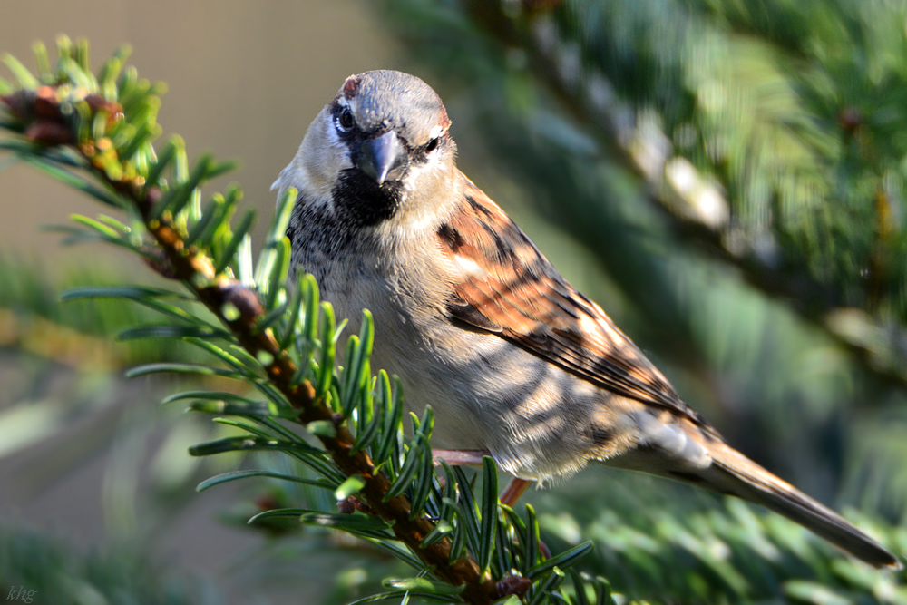 DSC 0081 Spatz