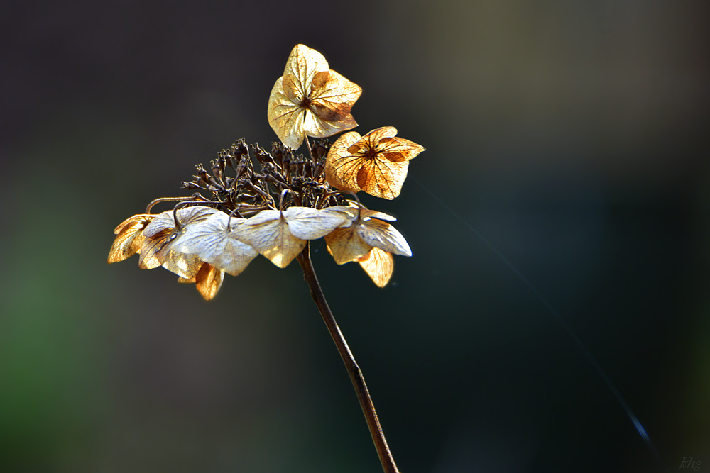 DSC 0084 Winterblüte