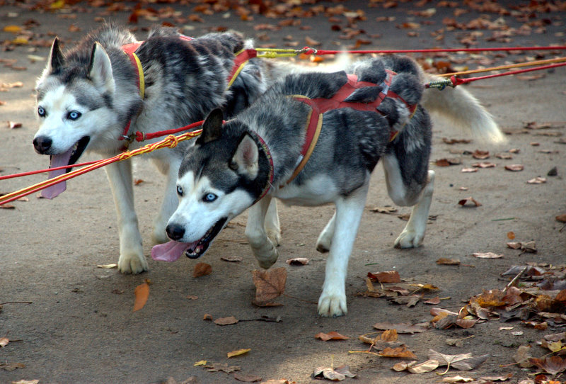 DSC 0090