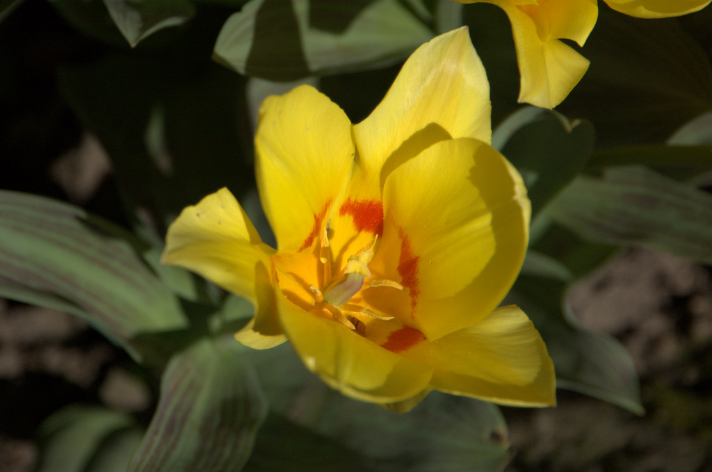 DSC 0093