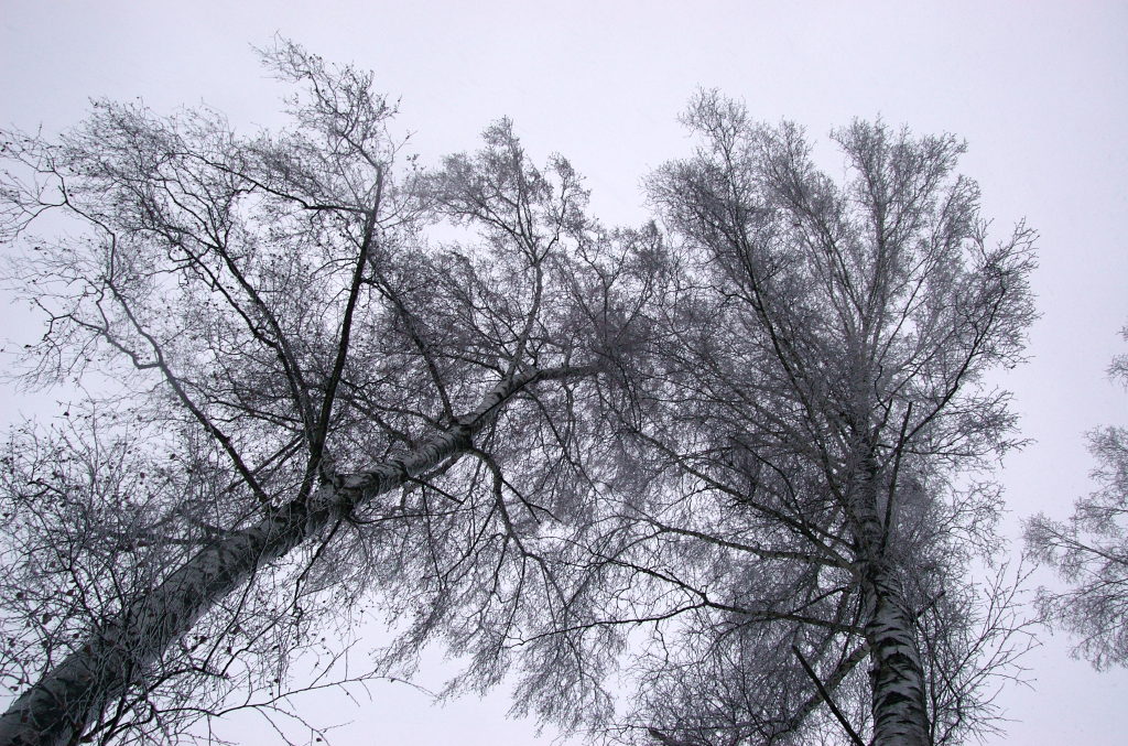 DSC 0094