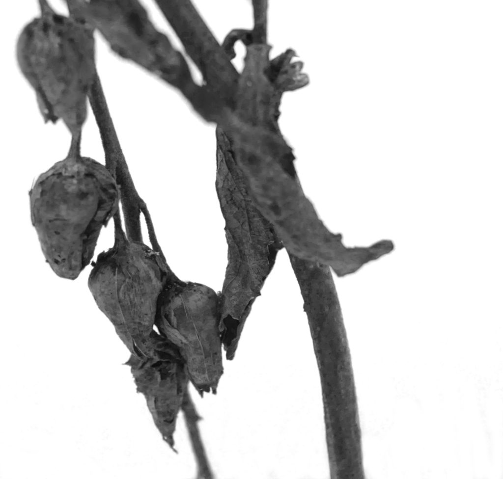DSC 0095