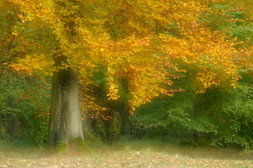 DSC 0096b