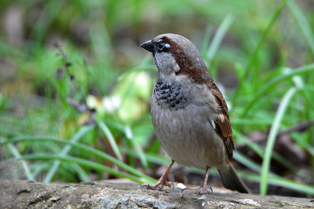 DSC 0107 Spatz