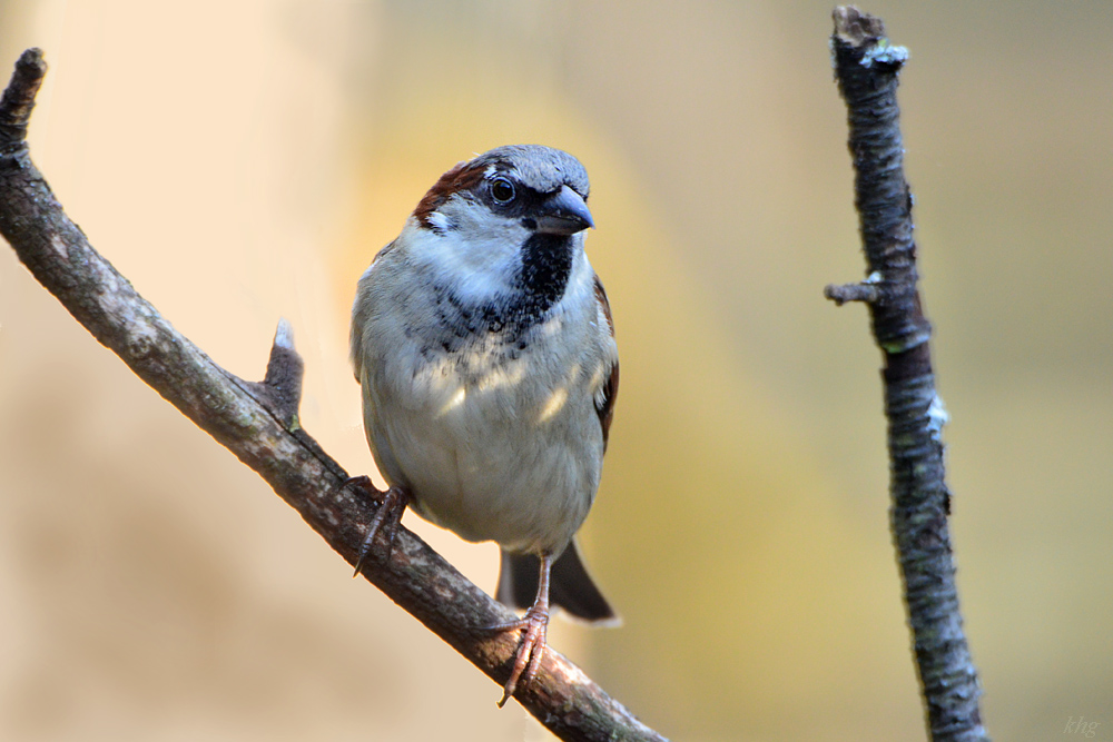 DSC 0115 Spatz