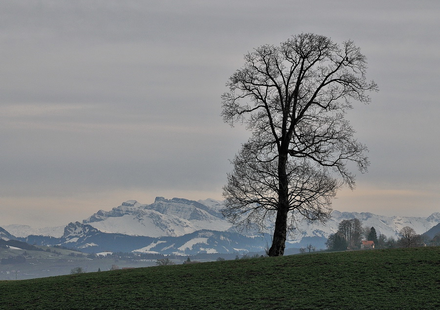 DSC 0119 Wädenswiler Baum mit Glärnisch verkleinert