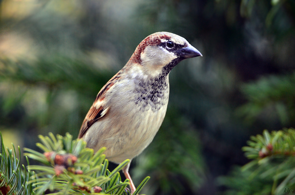 DSC 0124 Spatz