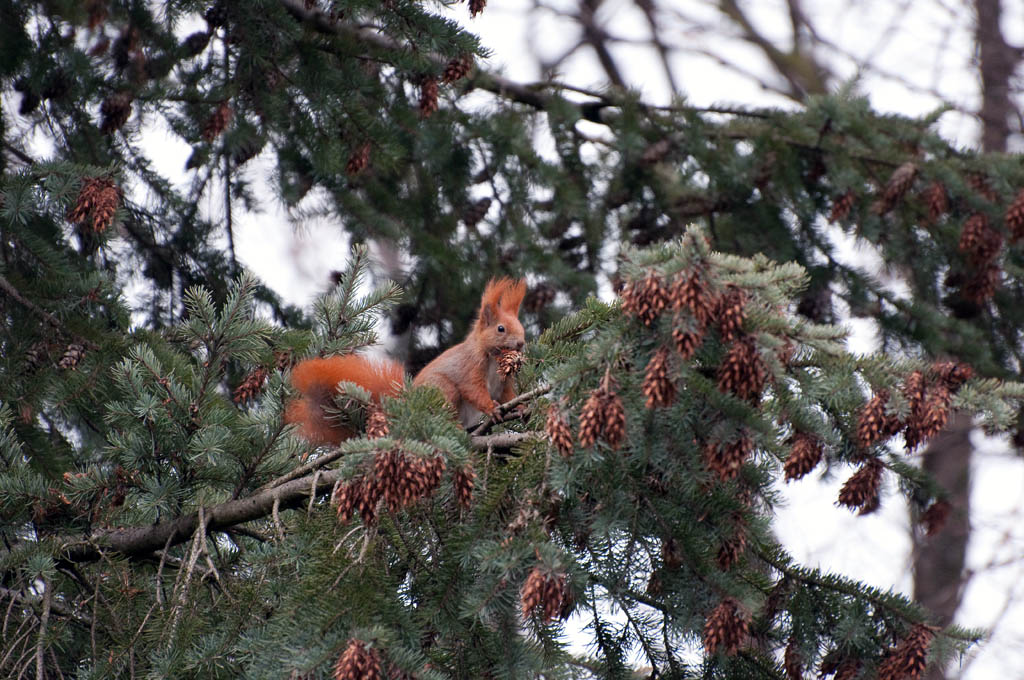 DSC 0126 bearbeitet 1
Gerät:	Nikon D90
Objektiv:	VR 70-300mm /4,5-5,6G
Brennweite:	270mm
Fokussteuerung:	Manuell (M)
Messfeldsteuerung:	Einzelfeld
VR: