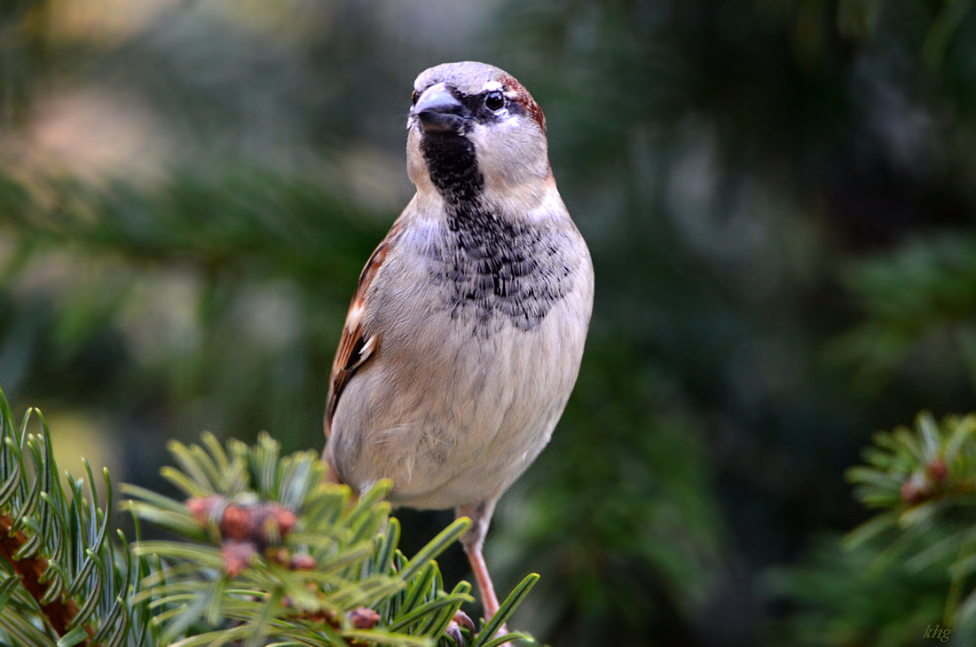 DSC 0126 Spatz
