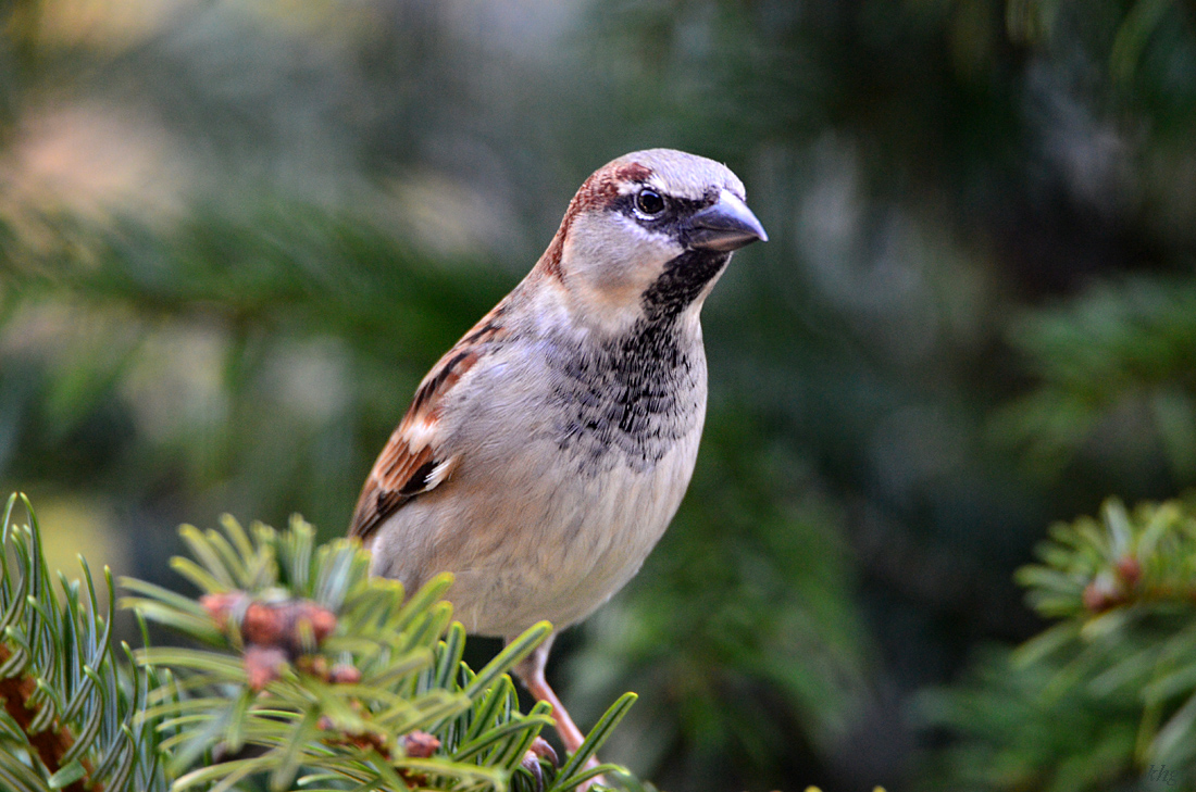DSC 0127 Spatz